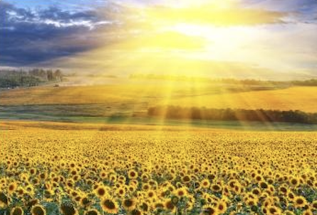 sunflower field