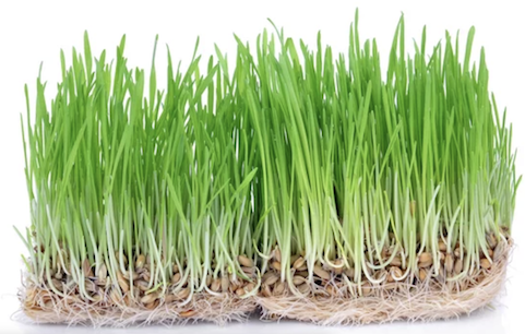 Barley Grass