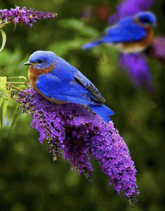J-B website page Blue colorful bird
