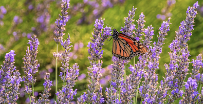 Butterfly on Lavender Plant