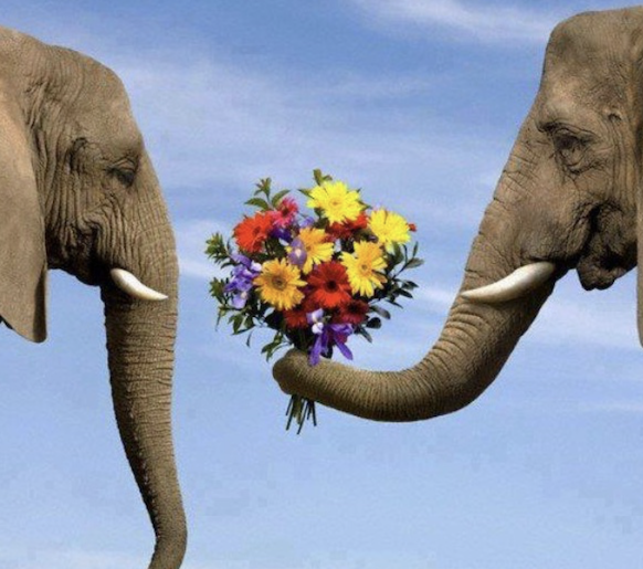 Elephants Kindness Flowers
