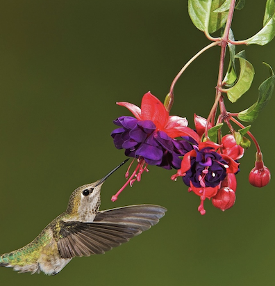 hummingbird