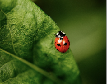 ladybug on leaf