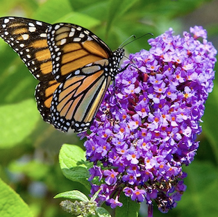 monarch on burple flower
