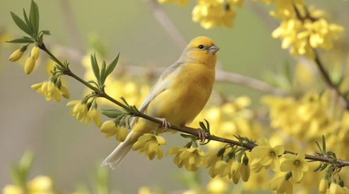 J-B website page Yellow bird